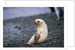 Antarctic Fur Seal Pup by Anonymous