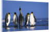 King Penguins Gathering by Anonymous