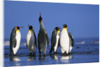 King Penguins Gathering by Anonymous