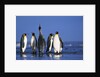 King Penguins Gathering by Anonymous