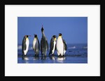King Penguins Gathering by Anonymous