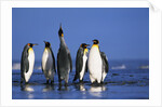 King Penguins Gathering by Anonymous