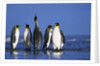 King Penguins Gathering by Anonymous