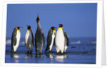 King Penguins Gathering by Anonymous