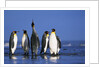 King Penguins Gathering by Anonymous