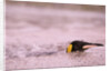 King Penguin Swimming in Tide Pool by Anonymous
