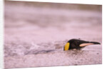 King Penguin Swimming in Tide Pool by Anonymous