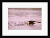 King Penguin Swimming in Tide Pool by Anonymous