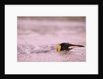 King Penguin Swimming in Tide Pool by Anonymous