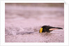 King Penguin Swimming in Tide Pool by Anonymous