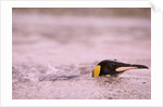 King Penguin Swimming in Tide Pool by Anonymous