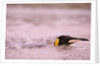 King Penguin Swimming in Tide Pool by Anonymous