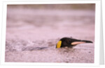 King Penguin Swimming in Tide Pool by Anonymous