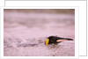 King Penguin Swimming in Tide Pool by Anonymous