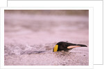 King Penguin Swimming in Tide Pool by Anonymous
