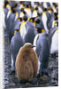 King Penguin Chick Standing with Adults by Anonymous