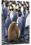 King Penguin Chick Standing with Adults by Anonymous
