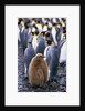King Penguin Chick Standing with Adults by Anonymous