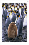 King Penguin Chick Standing with Adults by Anonymous