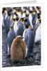 King Penguin Chick Standing with Adults by Anonymous