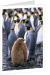 King Penguin Chick Standing with Adults by Anonymous