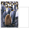 King Penguin Chick Standing with Adults by Anonymous