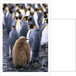 King Penguin Chick Standing with Adults by Anonymous