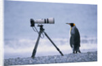 A Curious King Penguin by Anonymous