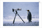 A Curious King Penguin by Anonymous