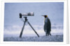A Curious King Penguin by Anonymous