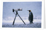 A Curious King Penguin by Anonymous
