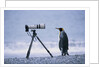 A Curious King Penguin by Anonymous
