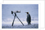 A Curious King Penguin by Anonymous