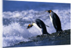King Penguins Entering Water by Anonymous
