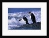 King Penguins Entering Water by Anonymous