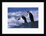 King Penguins Entering Water by Anonymous