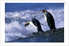 King Penguins Entering Water by Anonymous