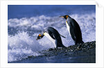 King Penguins Entering Water by Anonymous
