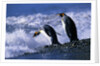 King Penguins Entering Water by Anonymous
