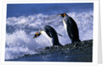 King Penguins Entering Water by Anonymous