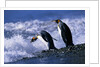 King Penguins Entering Water by Anonymous