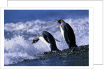 King Penguins Entering Water by Anonymous