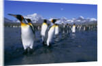 Colony of King Penguins by Anonymous