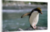 Macaroni Penguin Perching on Rock by Anonymous