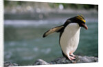Macaroni Penguin Perching on Rock by Anonymous