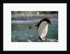 Macaroni Penguin Perching on Rock by Anonymous
