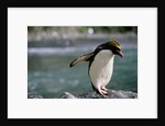 Macaroni Penguin Perching on Rock by Anonymous