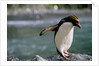 Macaroni Penguin Perching on Rock by Anonymous