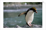 Macaroni Penguin Perching on Rock by Anonymous
