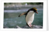 Macaroni Penguin Perching on Rock by Anonymous